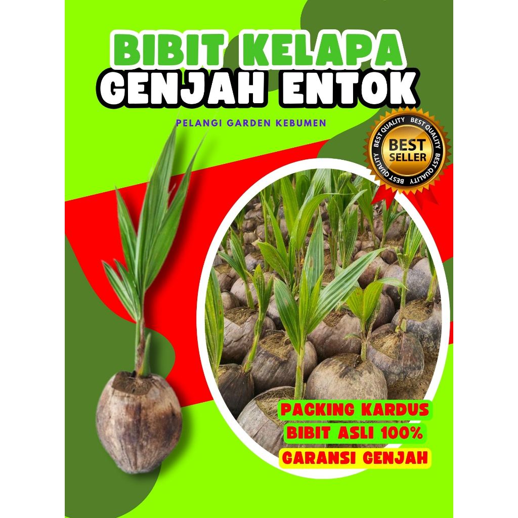 PALING DICARI.. Tanaman Kelapa Besar, Tanaman Kelapa Bonsai, Tanaman Kelapa Buah Besar