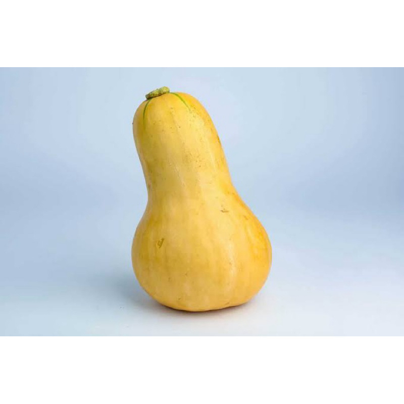 

LABU MENTEGA PUMKIN BUTTERNUTEN