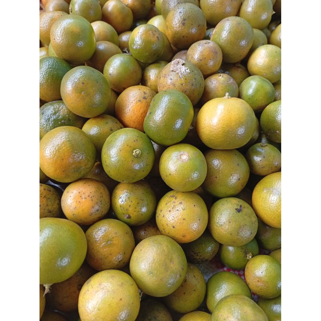 

Jeruk Sonkit kasturi 2Kg / jeruk Peras Bogor segar Rajanya asam kecut langsung petik dari pohonnya