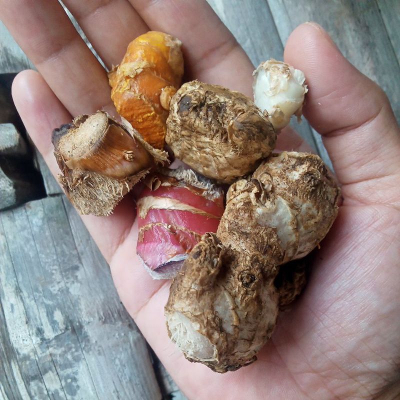 

paket empon empon lengkap kemasan 100gram per item (lengkuas, kunyit, jahe, kencur, kunci, sere)