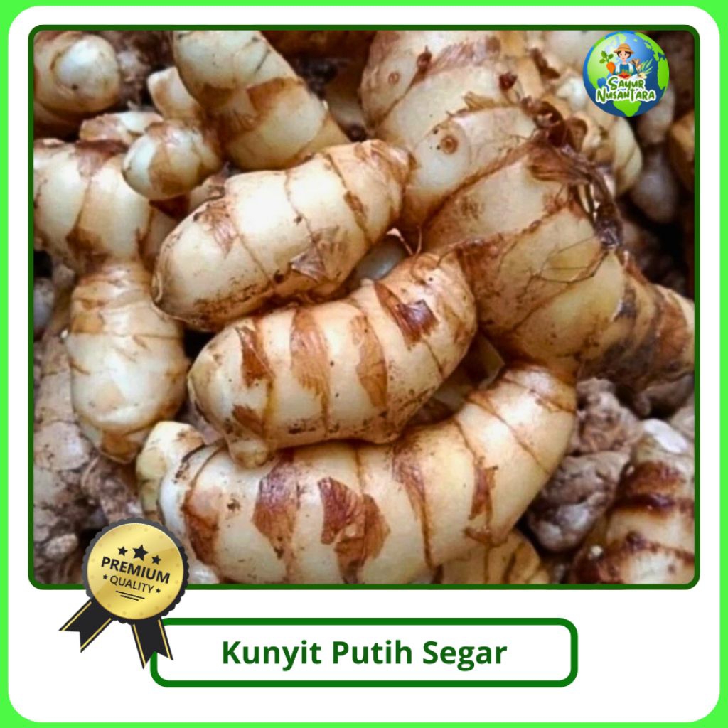 

Kunyit Putih [1 kg] FRESH ORIGINAL