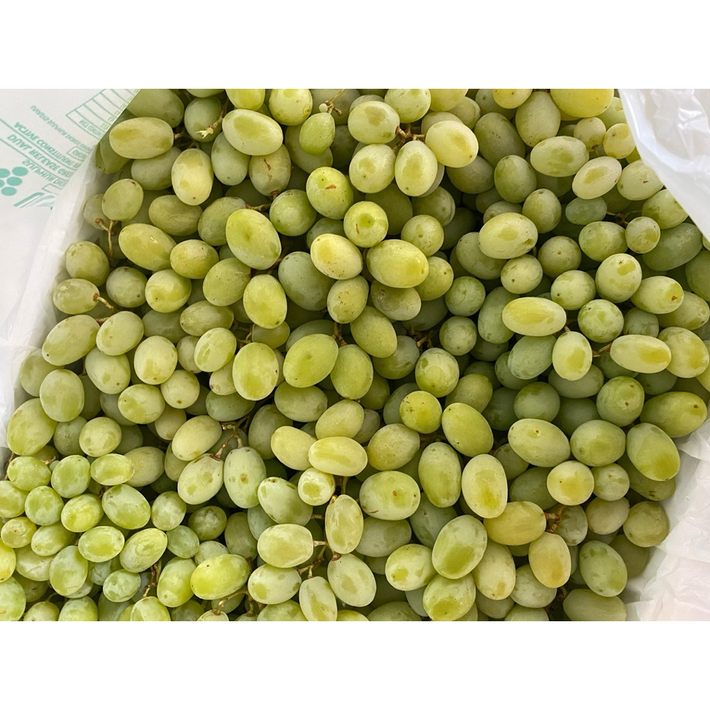 

Anggur Green Calmeria | Anggur Hijau Aussie| Green Grape Pack
