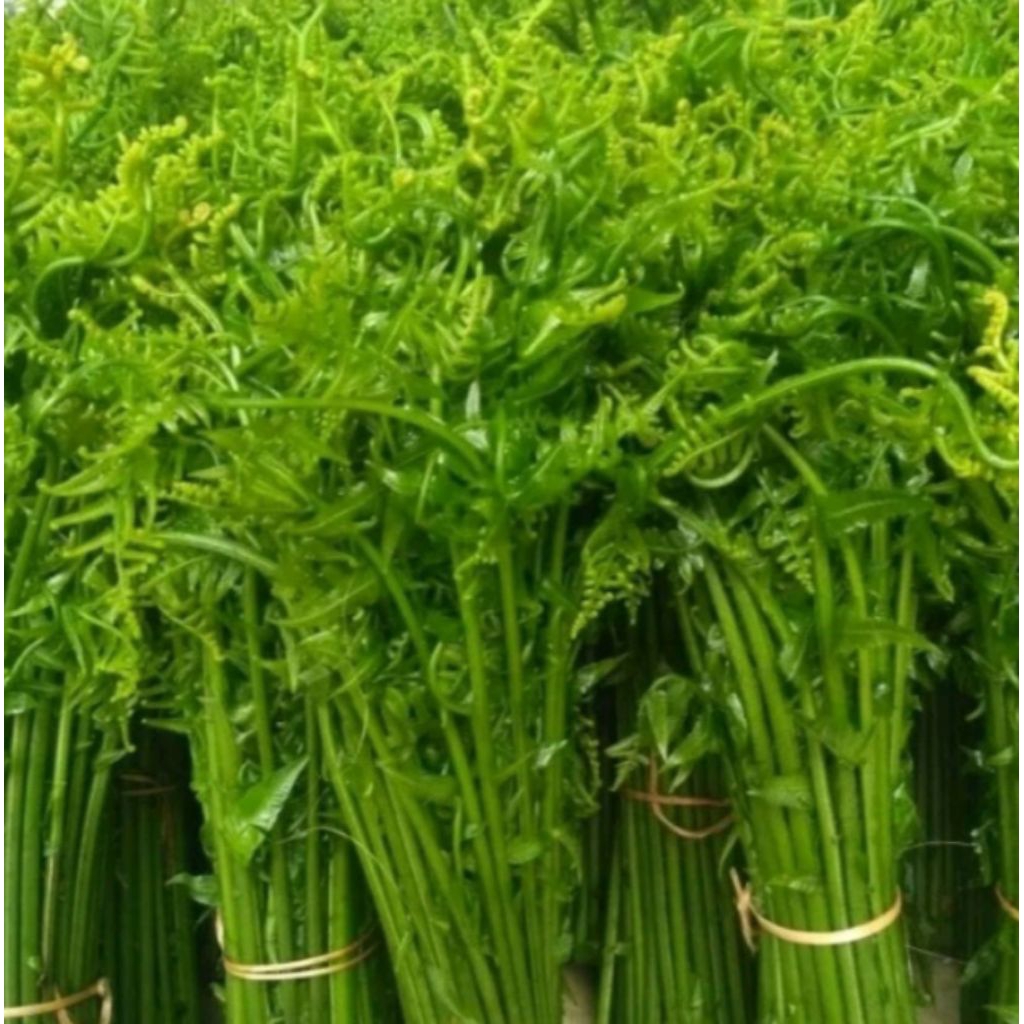 

Daun pakis sayur