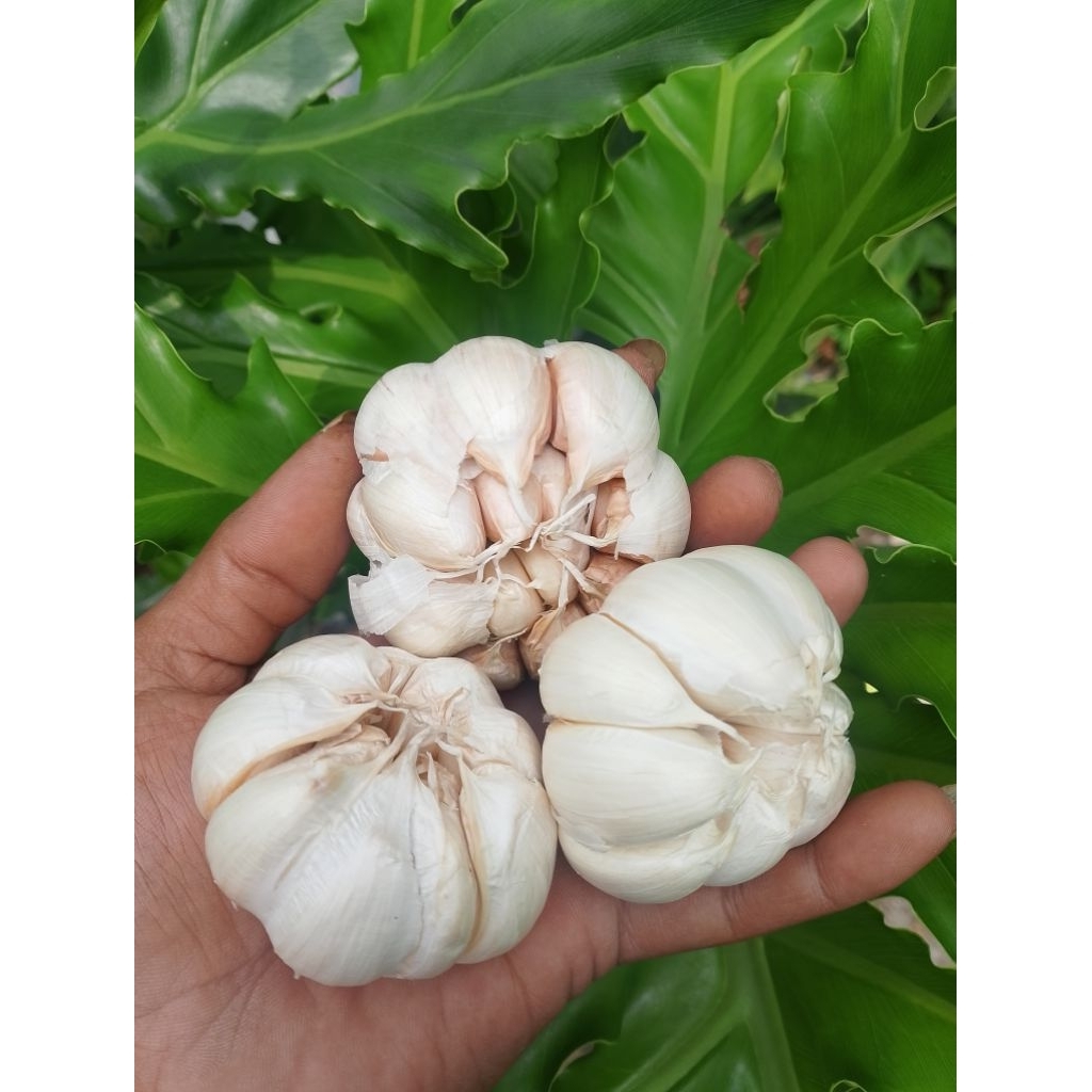 

BAWANG PUTIH LOKAL SUPER