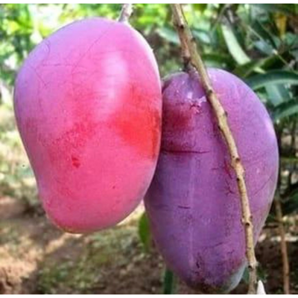 bibit mangga Irwin buah mangga Irwin ungu hasil okulasi