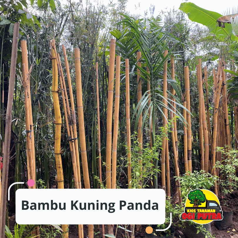 Tanaman Bambu Kuning Panda 2 meter
