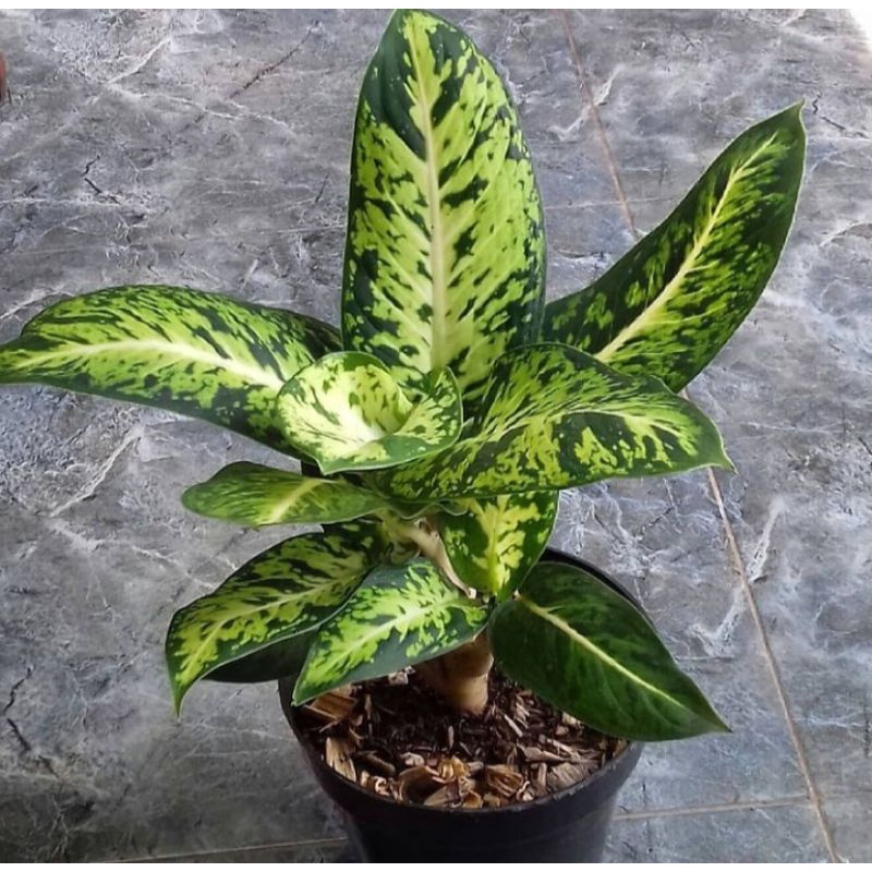 Tanaman Hias Diven Candi / Bunga Diven Candi