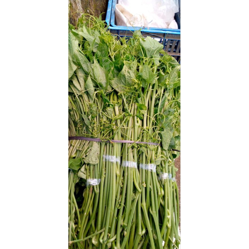 

sayur pucuk labu 2 iket