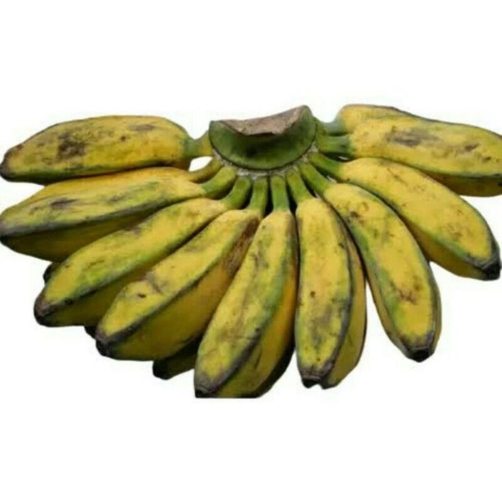 

pisang kepok kuning 1 sisir