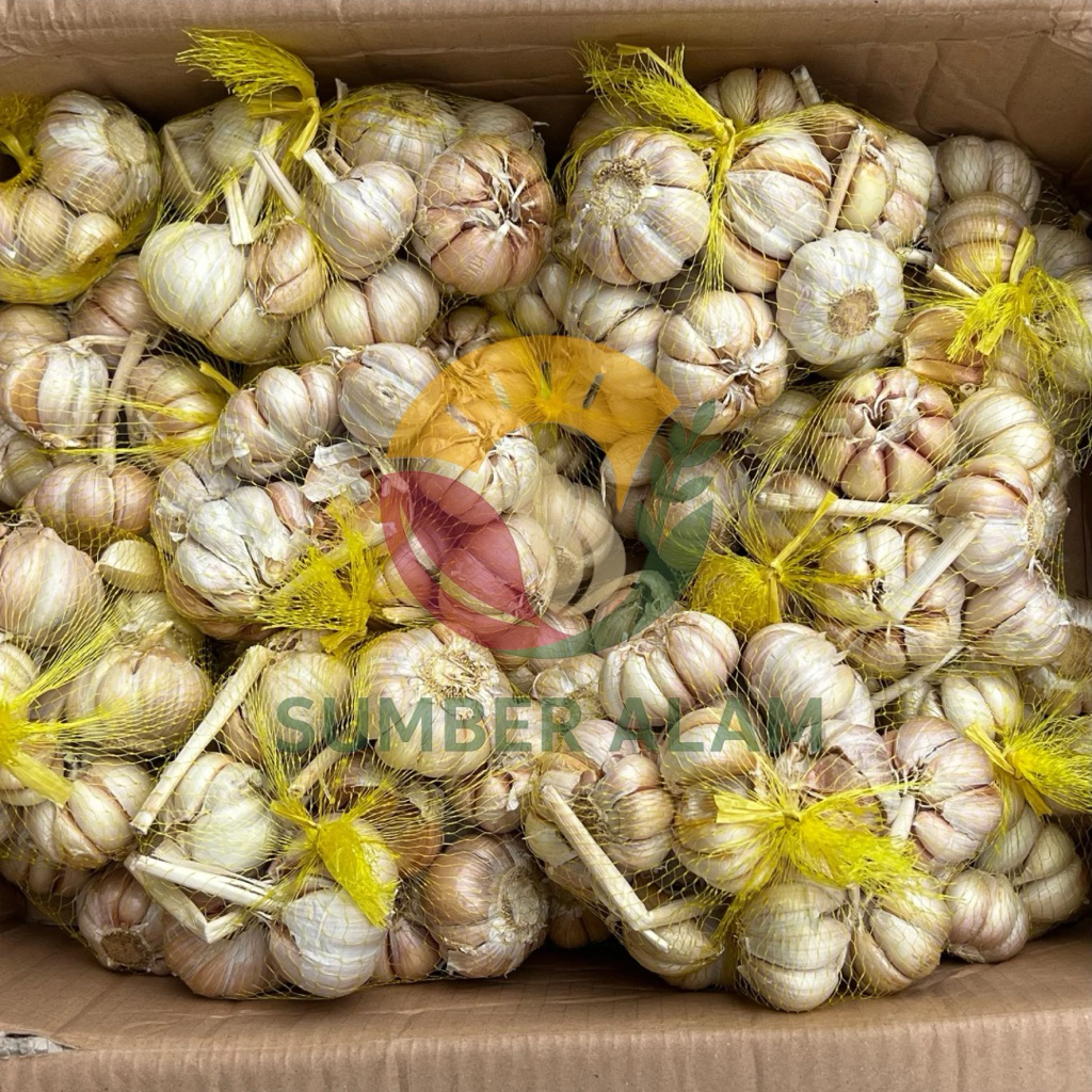 

Baput Bawang Putih Segar Bersih Free Jaring
