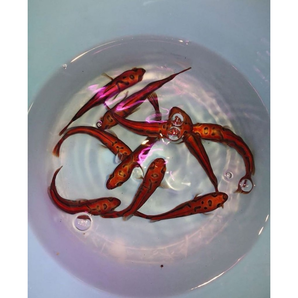 red barito isi 10 ekor bahan merah gratis pelet