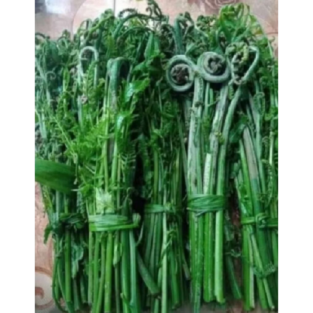 

pakis sayur segar siap untuk di masak