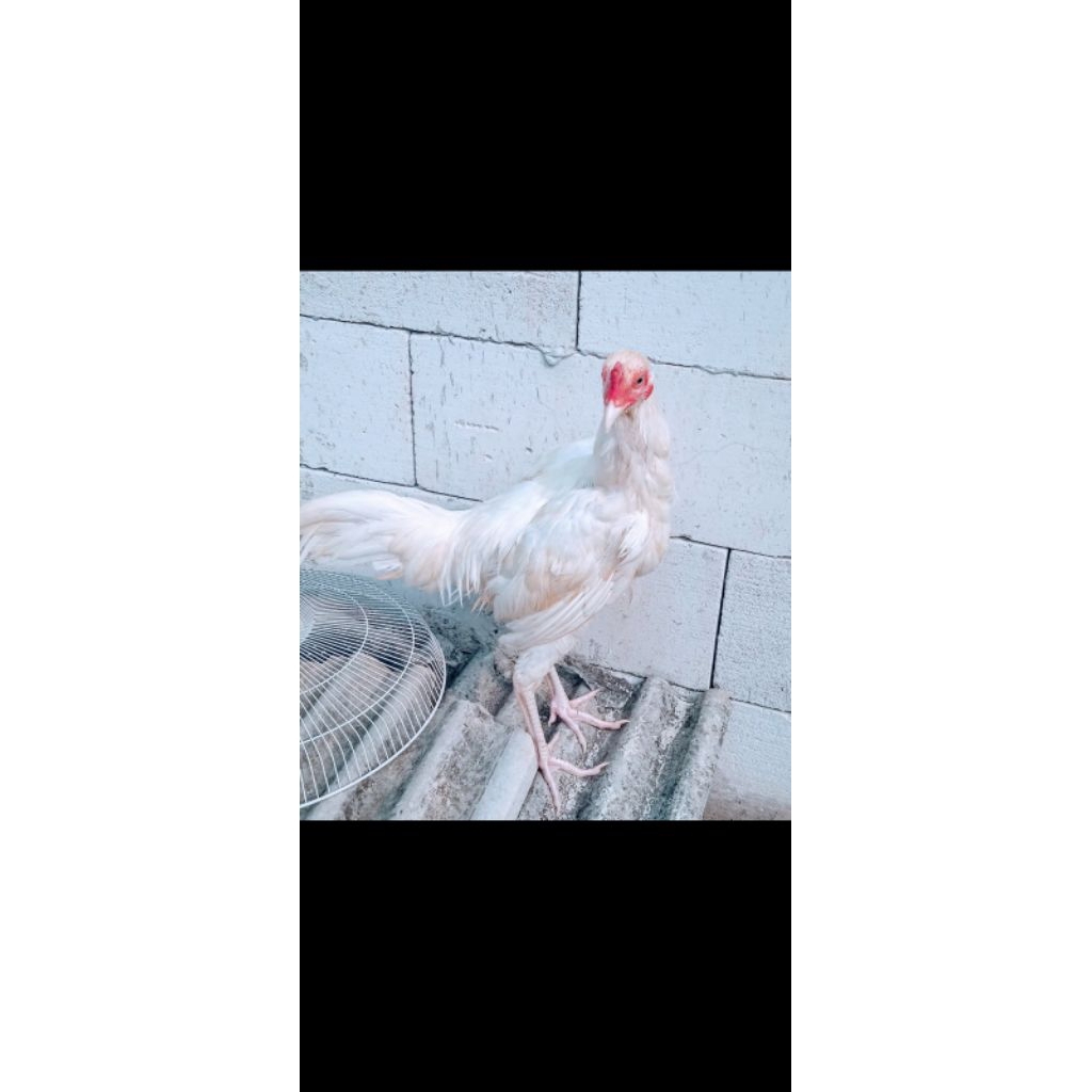 Ayam jago Bangkok putih tembus 7bulan