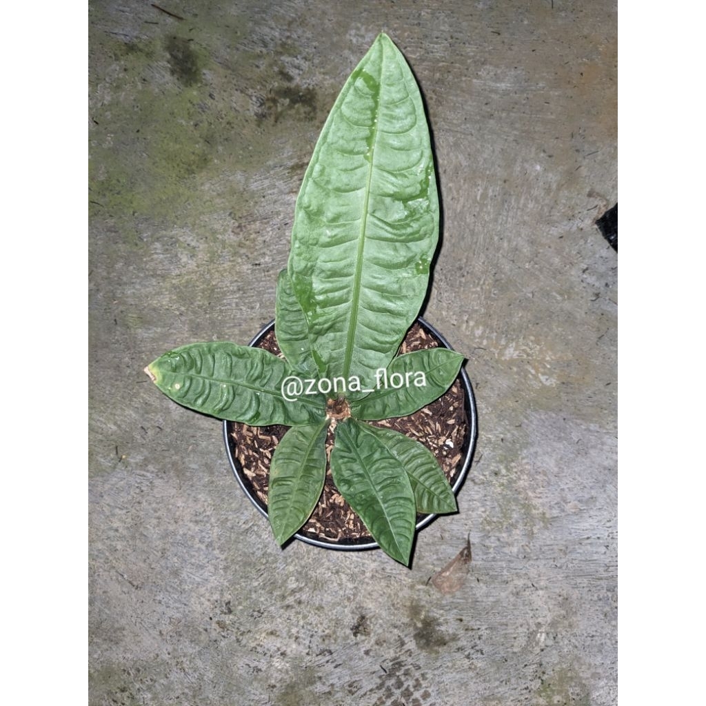 anthurium reflexinervium