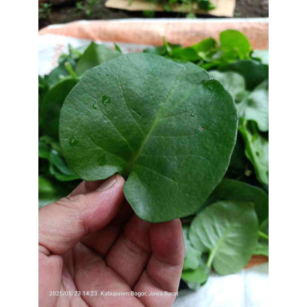 

Daun binahong hijau segar 1kg langsung petik