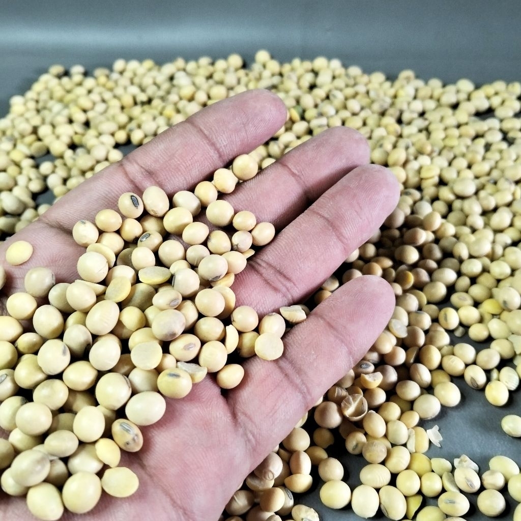 

[1Kg] Kacang Kedelai Mentah Kering | Kedelai Mentah | Kacang Kedelai
