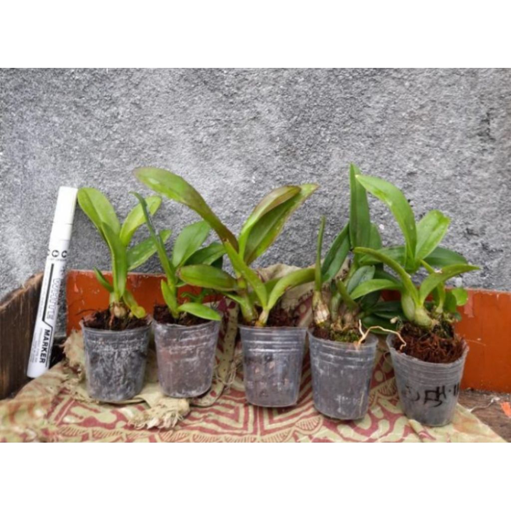 anggrek dendrobium siap berbunga/ bibit anggrek