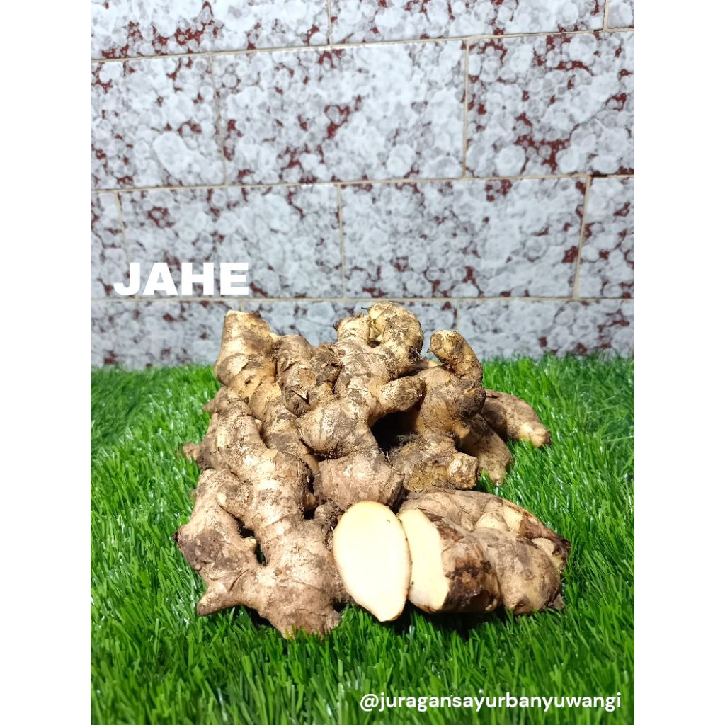 

Jahe Gajah Putih Rempah fresh Besar 1kg