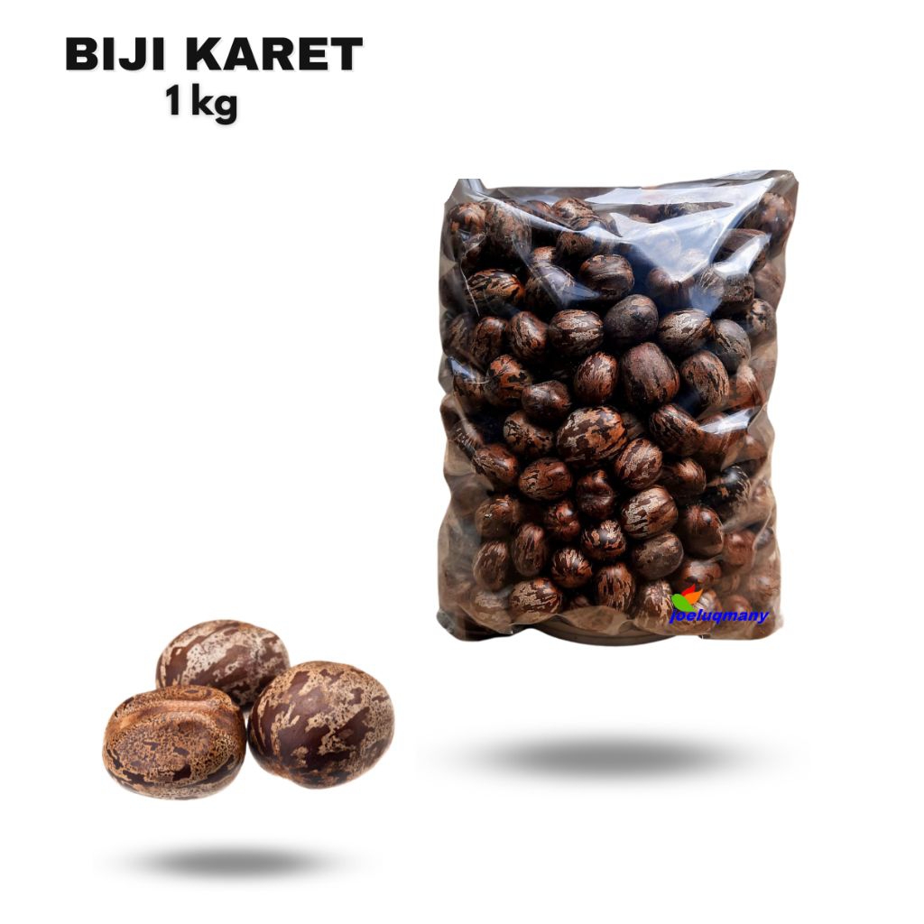 

Biji KARET Pohon KARET PREMIUM MENGKILAT 1KG/SUPER PILIHAN