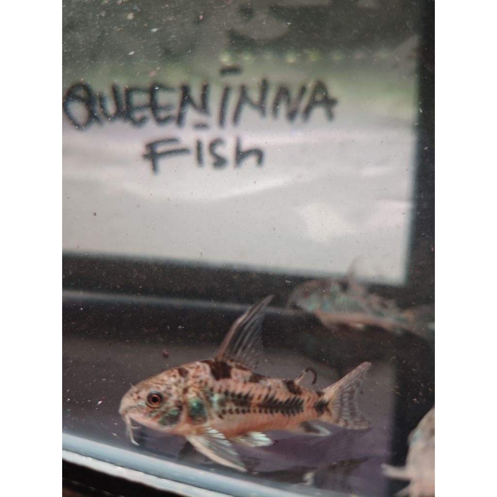 corydoras papper corydoras paleatus pembersih akuariumdekorasi akuarium kebutuhan akuarium