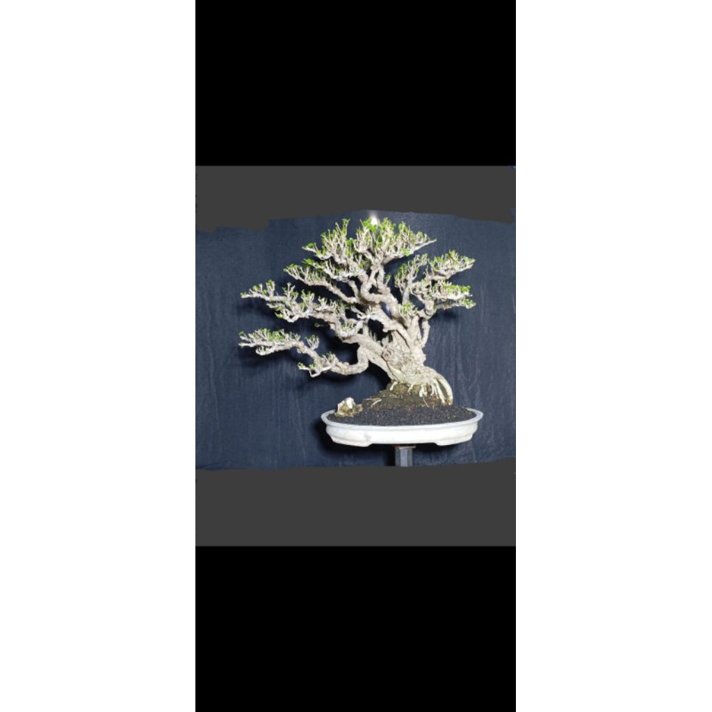 bonsai waru lokal kualitas kontes