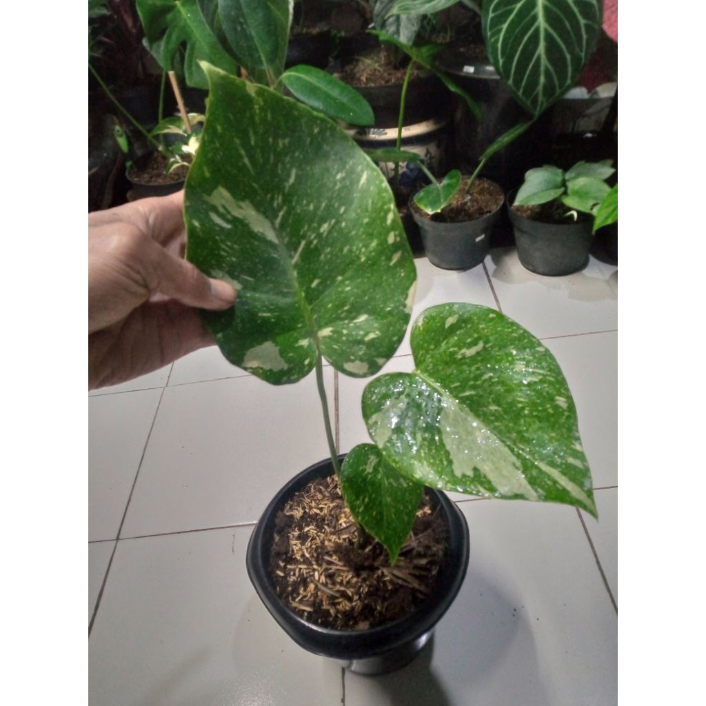 Monthai Monstera Constalation