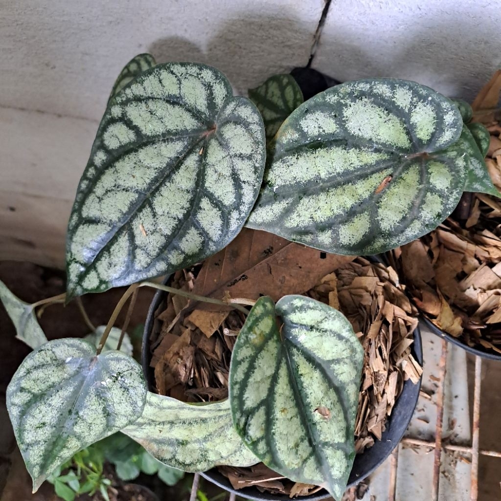 Tanaman Hias Sirih Piper Sylvaticum/Sirih Batik