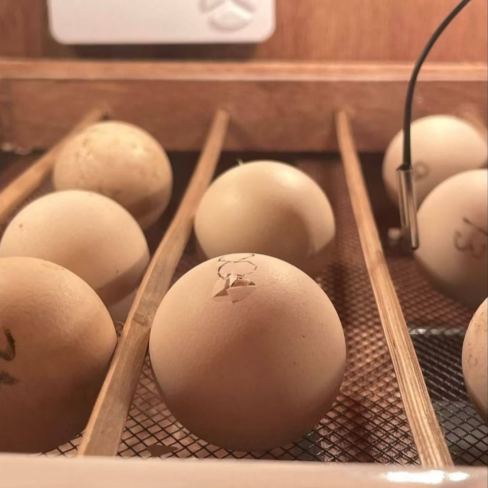 

Telur Fertil Ayam Elba KUALITAS TERBAIK BERGARANSI !!!