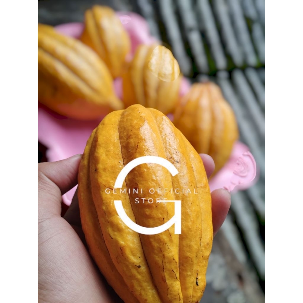 

TERBARU Terbaik Buah Kakao / Buah coklat tua/matang segar .