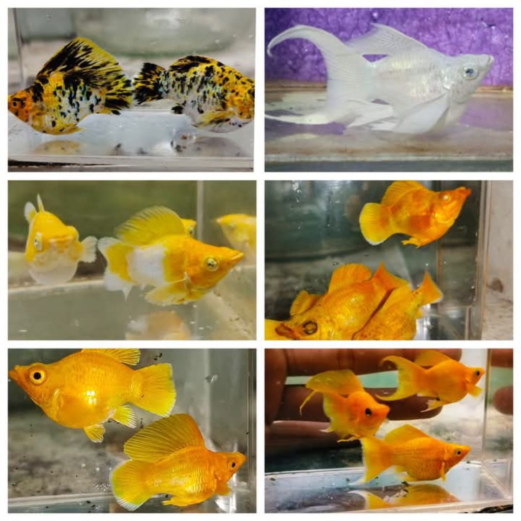 misteri box ikan molly