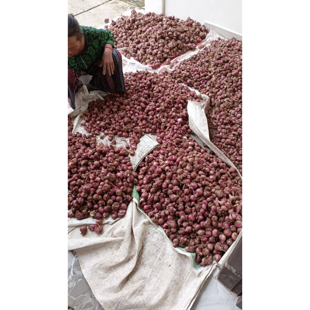 

bawang merah bali karet