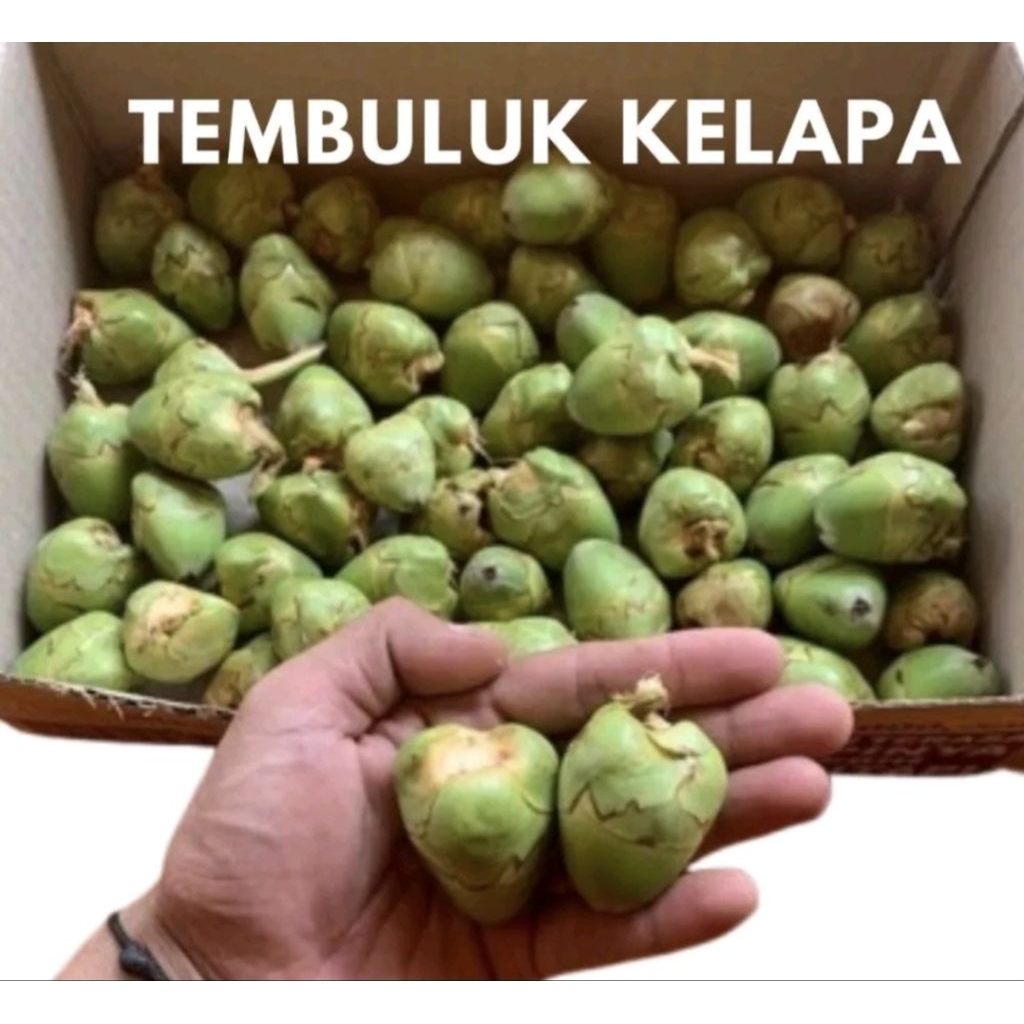 

tembuluk kelapa /kelapa kecil /kelapa pentil buat obt herbal buat diabets dan kencing manis