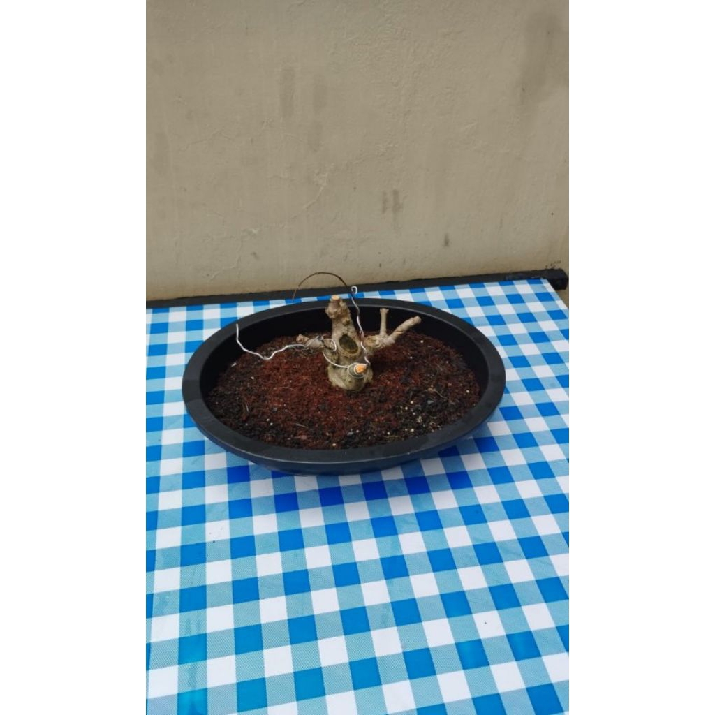 Tanaman Hias Bonsai Anting Putri Prospek