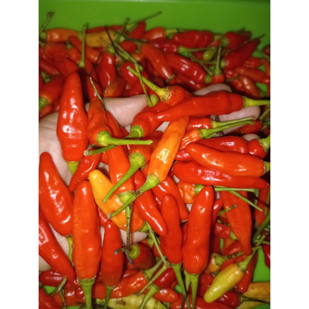

Cabai sret murah 1 kg