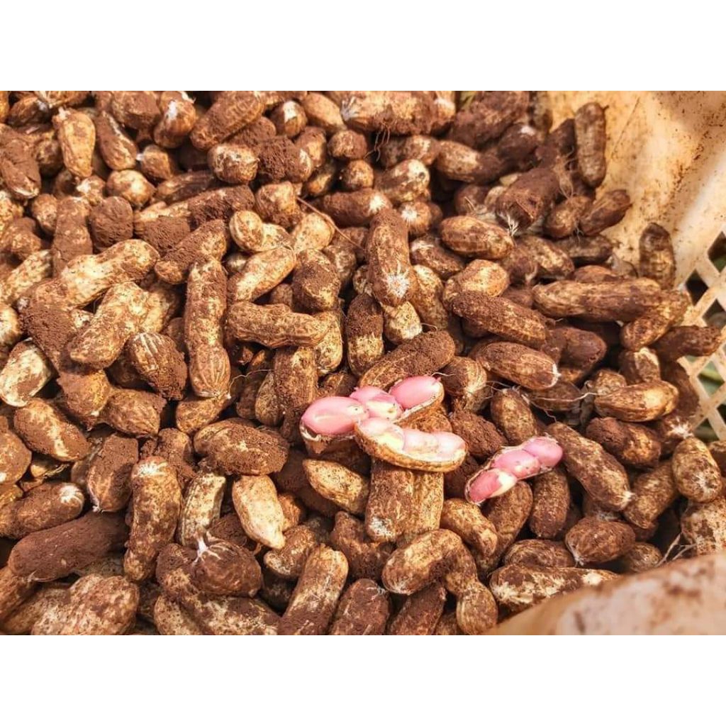 

Kacang tanah kulit 1kg