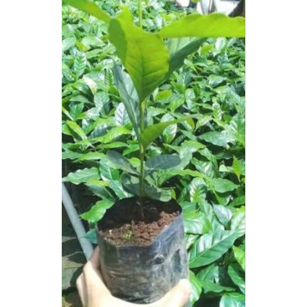 bibit kopi Arabika asli 10 pcs