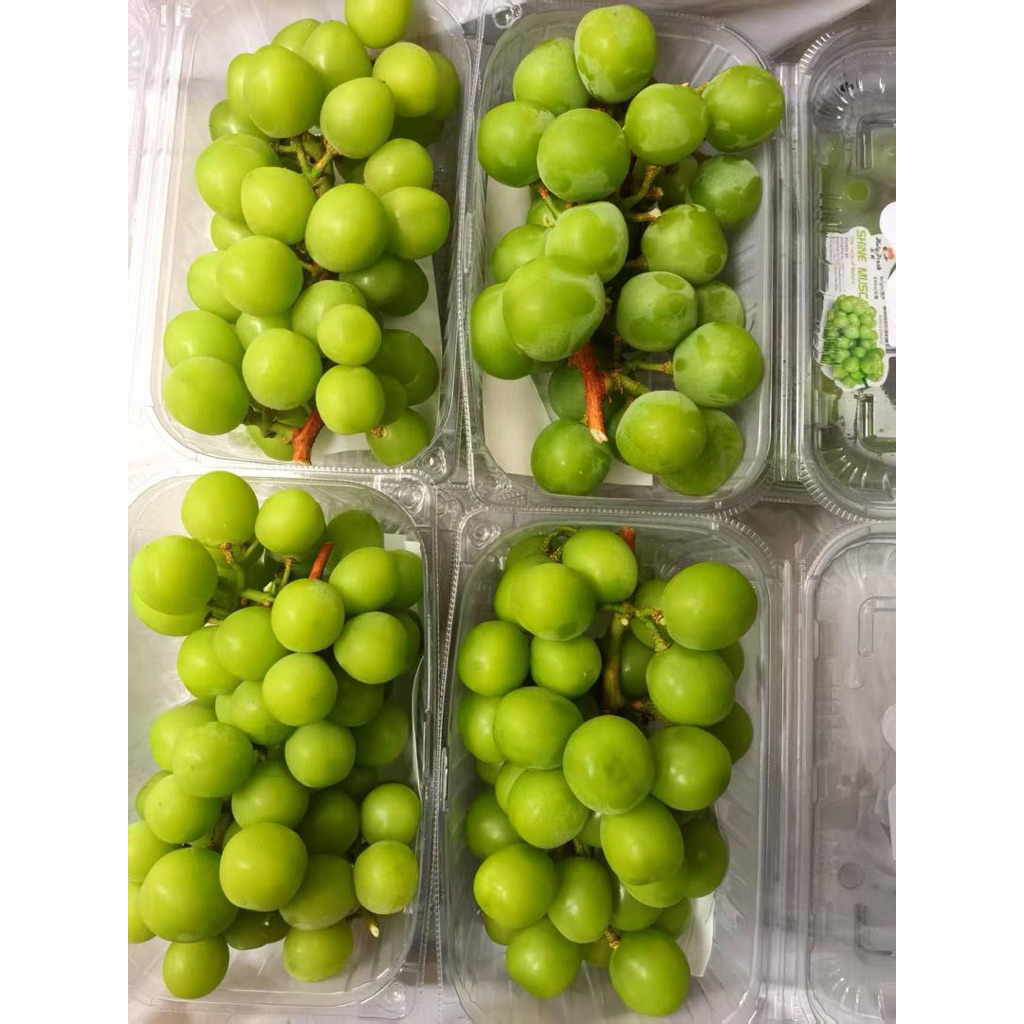 

Buah anggur shine muscat fresh/muscat pack 500gr