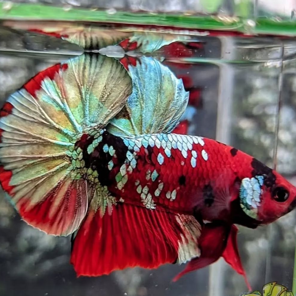 ikan cupang red koi cooper bahan