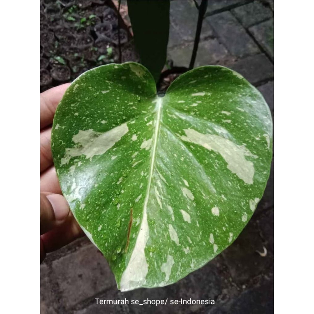 Monstera Thailand Constellation variegata jumbo monstera marmo original