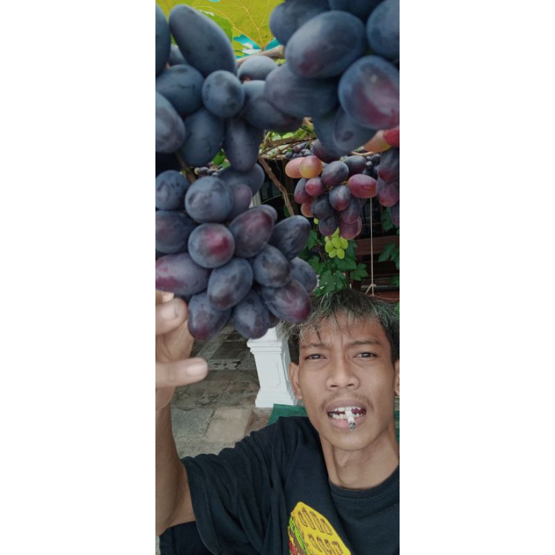 cutting anggur impor valid1000%