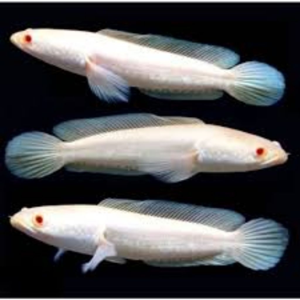 

Stiker striata 4lbino ukur 810