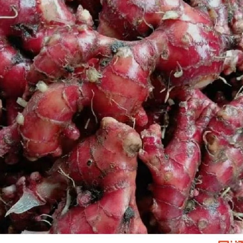 

jahe merah segr pres200 grm