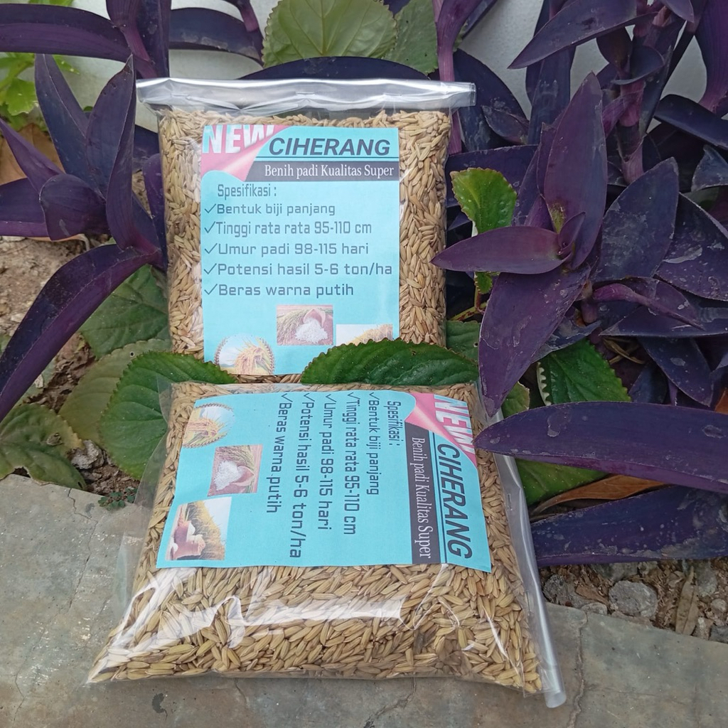 Benih padi ciherang bibit padi ciherang unggul 2 kg
