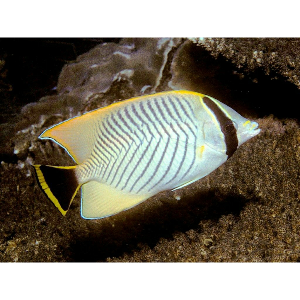 

IKAN HIAS LAUT KEPE PANAH