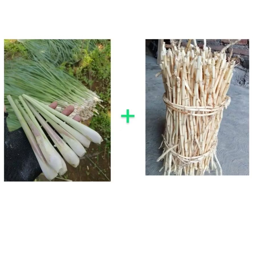 

akar-alang+sereh herbal anyang-anyangan 1 paket siap pakai