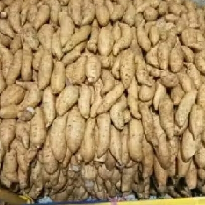 

ubi cilembu madu jaminan manis