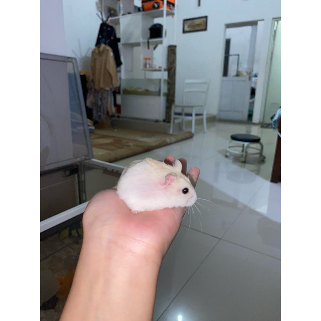 PAKET HAMSTER WINTER WHITE BETINA/JANTAN