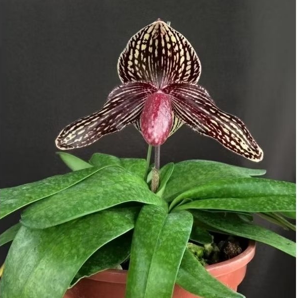 Bunga Anggrek Paphiopedilum ( Lady's Slliper )