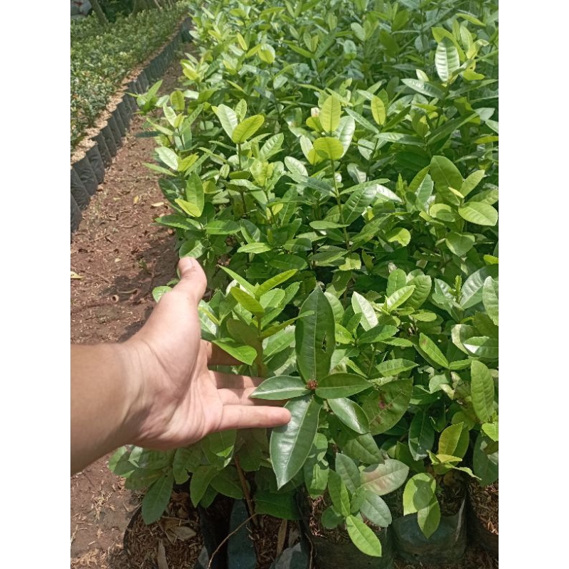 Tanaman Asoka Daun Besar Bunga Merah Tanaman Soka Tanaman Asoka