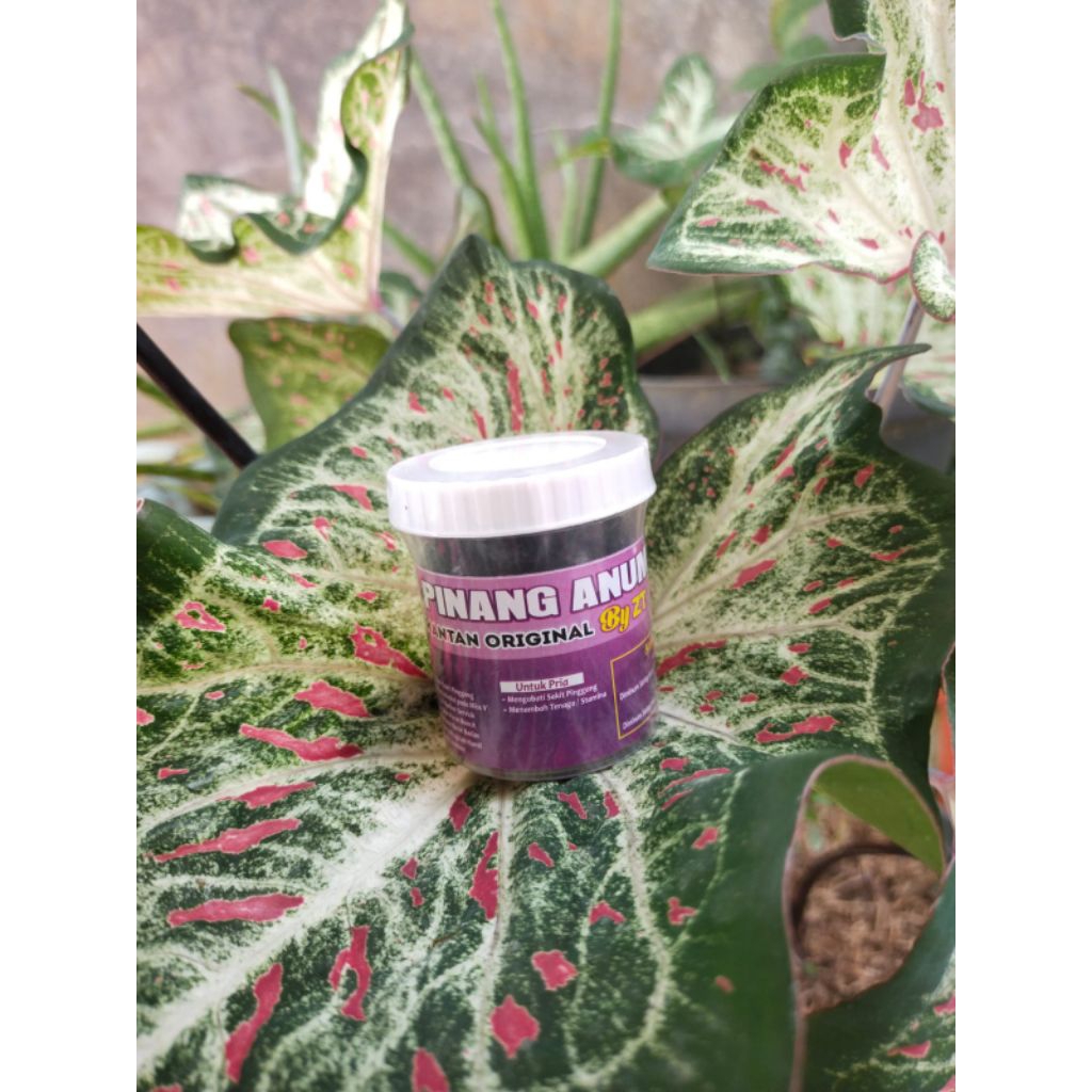 

JAMU PINANG ANUM By ZT